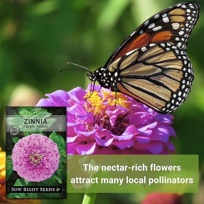 Sow Right Seeds - Luminosa Zinnia Flower Seeds for Planting - Non-GMO Heirloom Packet with Instructions to Grow - Heat & Drought Resistant - Huge Pink Blossoms - Beautiful to Plant in Your Garden (3)