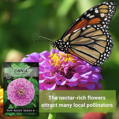 Sow Right Seeds - Luminosa Zinnia Flower Seeds for Planting - Non-GMO Heirloom Packet with Instructions to Grow - Heat & Drought Resistant - Huge Pink Blossoms - Beautiful to Plant in Your Garden (2)