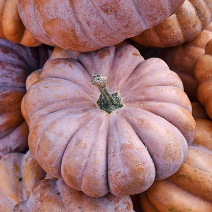 Eden Brothers Pumpkin Seeds - Musquee de Provence Non-GMO Seeds for Planting, Packet | High-Yielding, Fast Growing Vegetable Seeds, Plant During Warm Season, Zones 3, 4, 5, 6, 7, 8, 9, 10