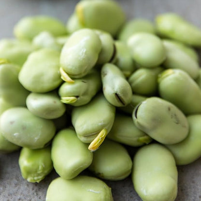 Seed Needs Lima Bean Seeds for Planting Henderson Lima Beans - Non-GMO Heirloom & Untreated Vegetable Seed to Plant a Homesteader Outdoor Veggie Garden