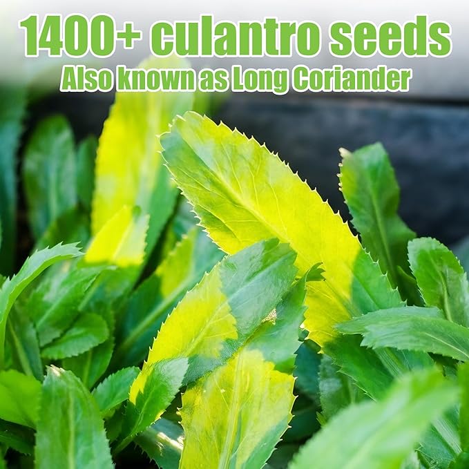 1400+ Culantro Seeds - Herb Seeds for Planting | Long Coriander | Mexican Coriander | Cilantro Alternative for Indoors or Outdoors in Pots, Raised Beds & Herb Gardens