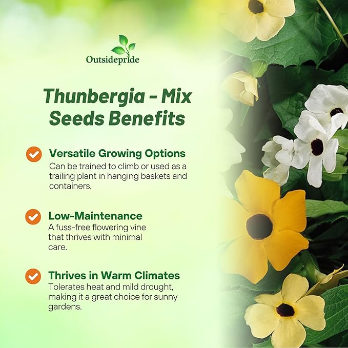 Outsidepride Sunrise Mix Thunbergia Black Eyed Susan Seeds - 200 Pcs Annual, Climbing Vine Flower Seeds for Planting Mixed Blooms for Low Maintenance Gardens, Containers, Trellis & Fences