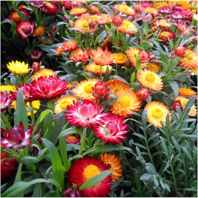 Seed Needs Strawflower Seeds for Planting - Heirloom & Open Pollinated Annual Flower Seed - Grow a Colorful Mix of Wildflowers for a Butterfly Garden, Bouquets & Floral Arrangements (2 Packs)