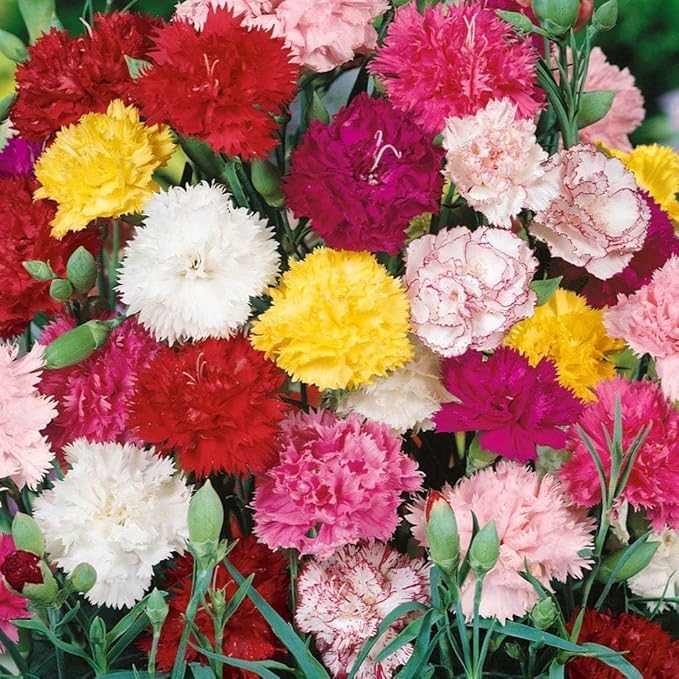 2500 Mixed Carnation Flower Seeds for Planting - AKA. Dianthus Caryophyllus Chabaud Mix Perennial