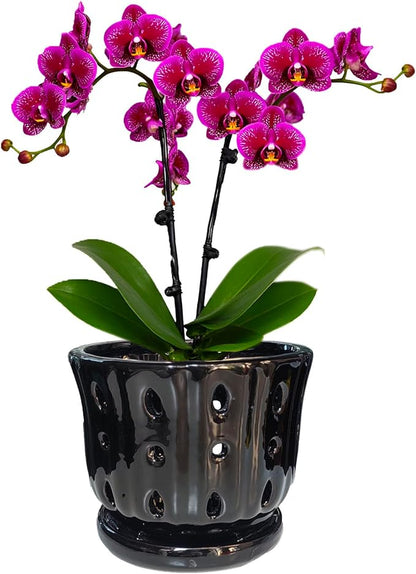 Ceramic Orchid Pot with Attached Saucer and Drainage Hole 6'' Orchid Planter (Black)