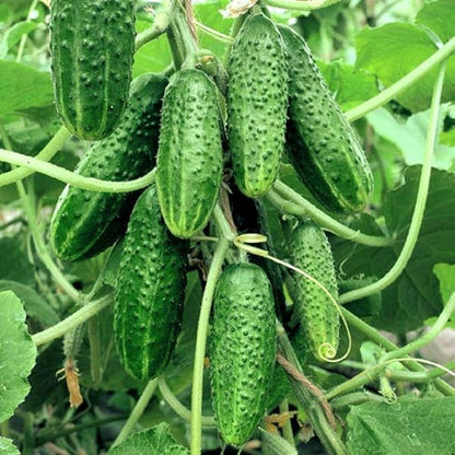 Seeds Vegetable Indoor Cucumber Self-Pollinating Close Family F1 All Seasons Vine Plant for Pickling - 20 Seeds