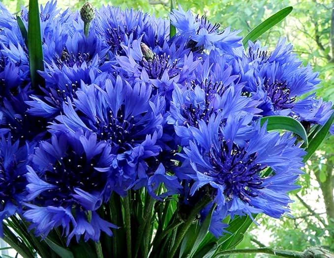 Seeds Blue Cornflower 200+ Seeds for Planting Bachelor’s Buttons Annual Flower Non-GMO