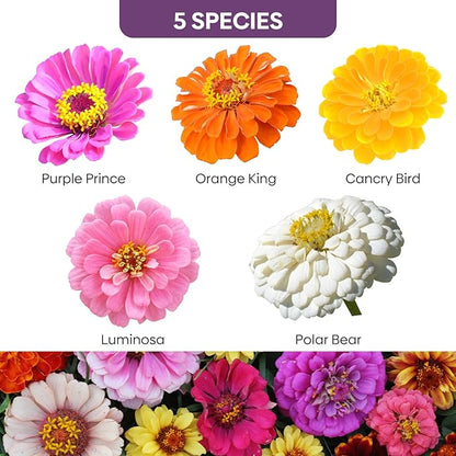 Zinnia Seeds, 2 Oz (2 Packs), Flowers Seeds for Planting, Wildflower Seeds Bulk, 5 Varieties Mixed Colors and Large Blooms, Open Pollinated, Non GMO Made in USA