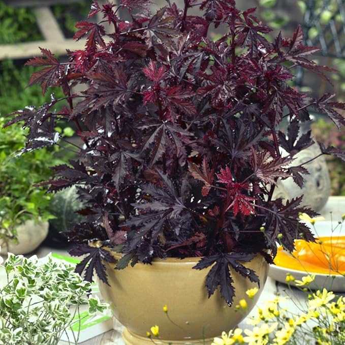 Outsidepride Mahogany Splendor Hibiscus Seeds - 20 Pcs Perennial Flower Seeds for Planting Pollinator-Friendly, Elegant & Dense Deep Burgundy Foliage for Containers, Pots, & Garden Spaces