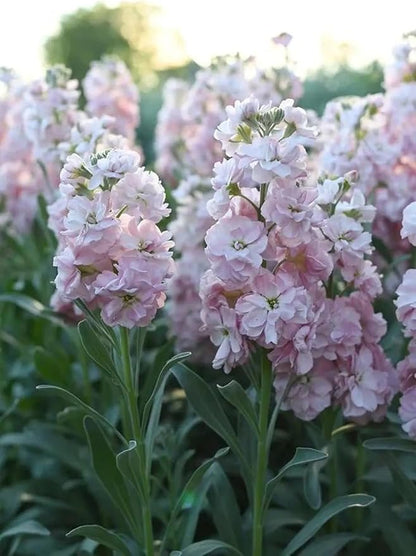 50pcs Mixed Column Stock Seeds Blossom Flowers Seed Flower Matthiola Incana Blossom Stock