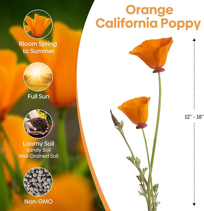 California Poppy Seeds, 1 Ounce Over 20000+ Seeds, Non-GMO | Heirloom | Sourced from USA- Eschscholzia Californica, USDA Zone 5-10
