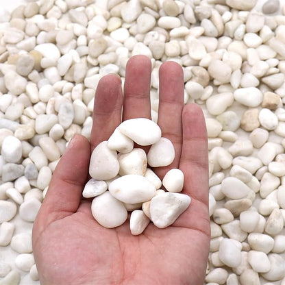Rocks for Plants. White Lightly Polished Decorative Pebbles. 0.5 to 1 Inch 18 lbs. for Garden, Landscaping, Indoor, Vase fillers, Crafting, Succulents, pots, Plants