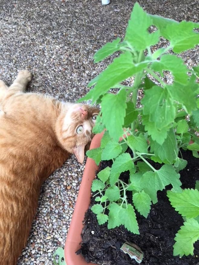 Gaea's Blessing Seeds - Catnip Seeds - Non-GMO Heirloom Seeds Nepata Cataria Open-Pollinated - with Easy to Follow Instructions - 90% Germination Rate Net Wt. 1.1g (Pack of 3)