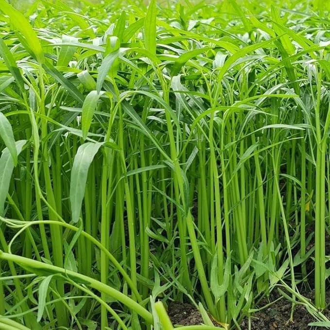 Premium Water Spinach Seeds – 500+ Heirloom Seeds for Growing Ong Choy, Fast-Growing Vegetable for Garden, Balcony, or Backyard – Easy to Grow & High Yield