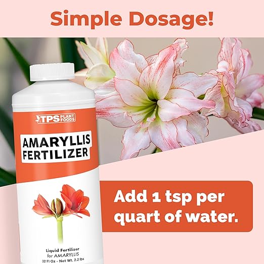 Amaryllis Fertilizer for Amaryllis Bulbs, Great for Amaryllis Bulbs in Vase or for Planting, Liquid Fertilizer by TPS Plant Foods, 8 oz (250mL)