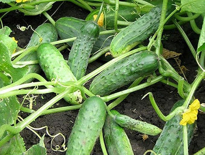Seeds Vegetable Indoor Cucumber Self-Pollinating Close Family F1 All Seasons Vine Plant for Pickling - 20 Seeds