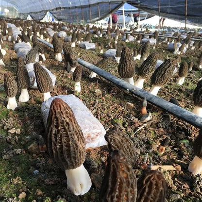 Black Morel Mushrooms Spores Mycelium Non GMO Spawn for Planting