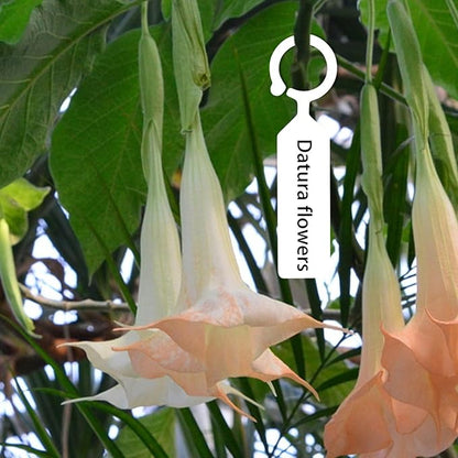 Plant Labels 100 Pcs Plastic Hanging Labels for Plant Tree Nursery Seedling Tags Stakes Markers Reusable(White)
