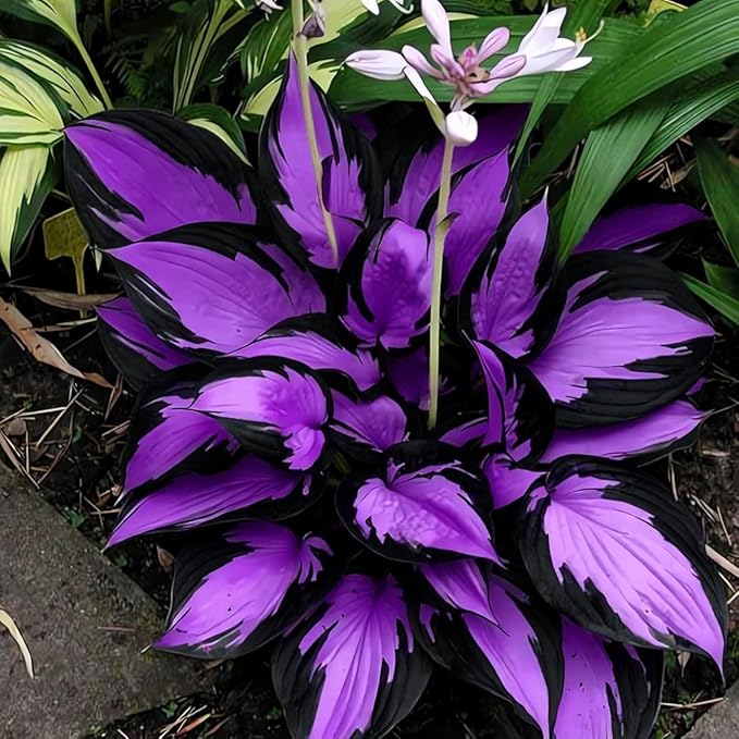 305+ Hosta Seeds for Planting - Beautiful, Bold Foliage for Garden Borders and Shaded Areas - Hardy Perennials, Non-GMO Heirloom Seed