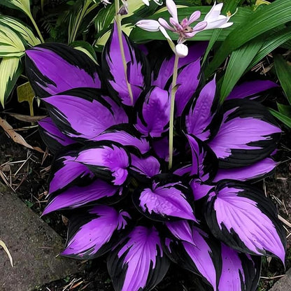 305+ Hosta Seeds for Planting - Beautiful, Bold Foliage for Garden Borders and Shaded Areas - Hardy Perennials, Non-GMO Heirloom Seed