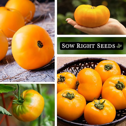Sow Right Seeds - Kellogg’s Breakfast Tomato Seeds for Planting - Non-GMO Heirloom Packet with Instructions to Plant a Home Vegetable Garden - Beefsteak Slicer with Orange-Yellow Skin - Mild Taste (3)