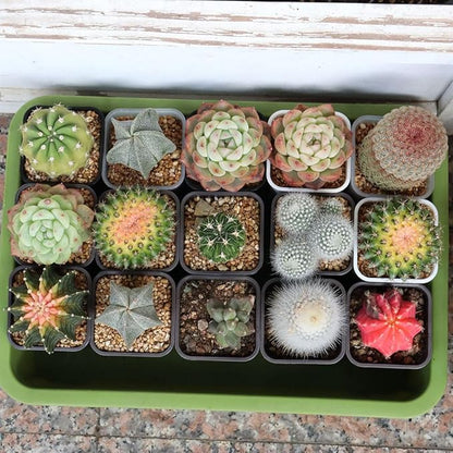 BangQiao 180 Pack 1.95 Inch Tiny White Plastic Square Nursery and Seedling Pot, Mini Deep Transplant Seed Starter Planter with Drain Hole for Germination, Herb, Succulent