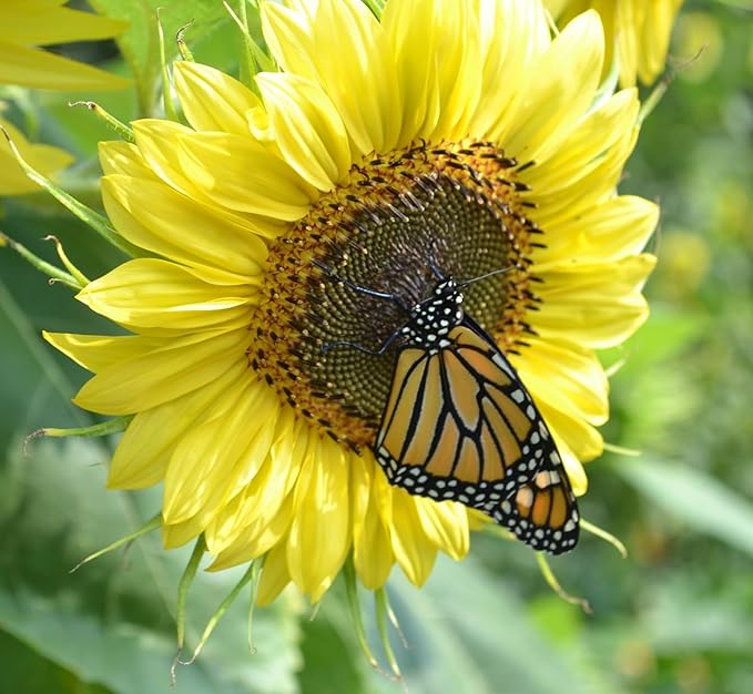 Seed Packets for Planting Lemon Queen Sunflowers in Home Outdoor Garden - Heirloom Non-GMO Flower Seed Packets