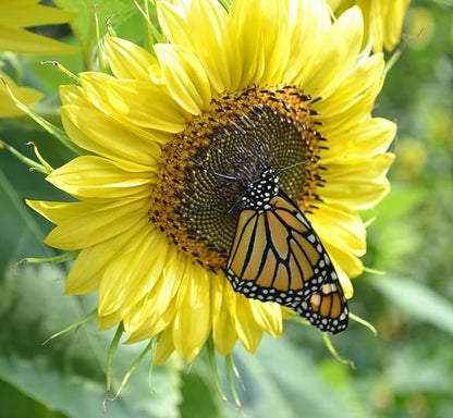 Seed Packets for Planting Lemon Queen Sunflowers in Home Outdoor Garden - Heirloom Non-GMO Flower Seed Packets