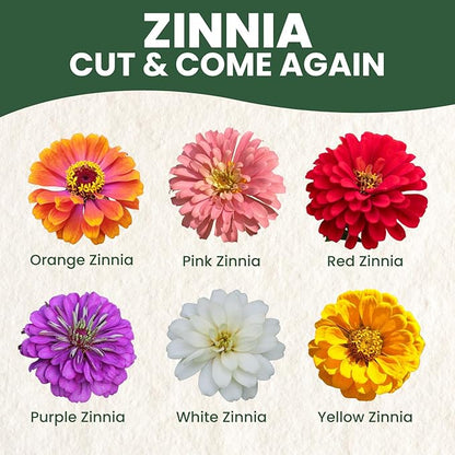 Zinnia ‘Cut and Come Again’ – 4,000 Seeds for Planting – 1 Ounce Pouch