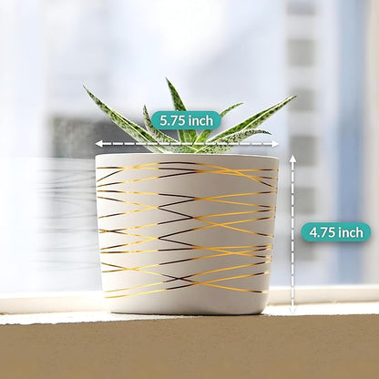 Willowy 6 Inch Ceramic Pot - Matte White with Gold Stripes - Drainage Plug Included