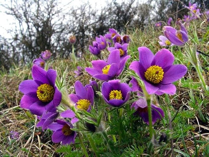 Seeds Eastern Pasqueflower 30 Seeds for Planting Prairie Crocus Perennial Plant