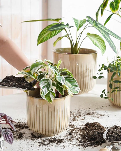 LE TAUCI Fluted Ceramic Pots for Plants, 8.3/7/6 Inch Indoor Planters with Drainage Holes & Mesh, Modern Glossy Glaze Cylinder Plant Pot for Snake Plant, Set of 3, Sand Beige