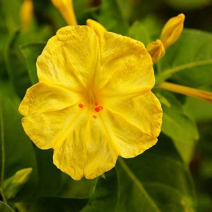 Outsidepride Yellow Four O'clock Flower Seeds - 1 lb Perennial Fragrant, Trumpet-Shaped Blooms, Deer-Proof & Easy to Grow, for Pollinator & Evening Gardens, Containers, Hedges, or Borders