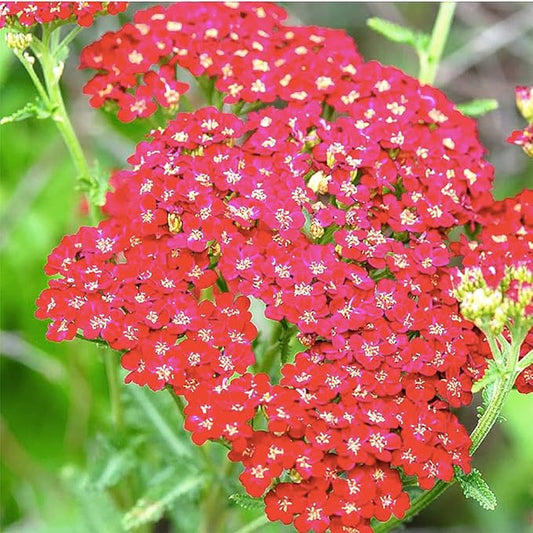 Red Yarrow - A Favorite Perennial Wildflower - 17,500 Seeds
