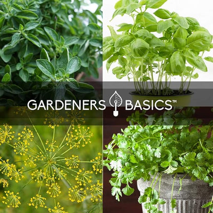 Gardeners Basics, 15 Herb Seeds for Planting Varieties Heirloom Non-GMO 5200+ Seeds Indoors, Hydroponics, Outdoors - Basil, Catnip, Chive, Cilantro, Oregano, Parsley, Peppermint, Rosemary and More