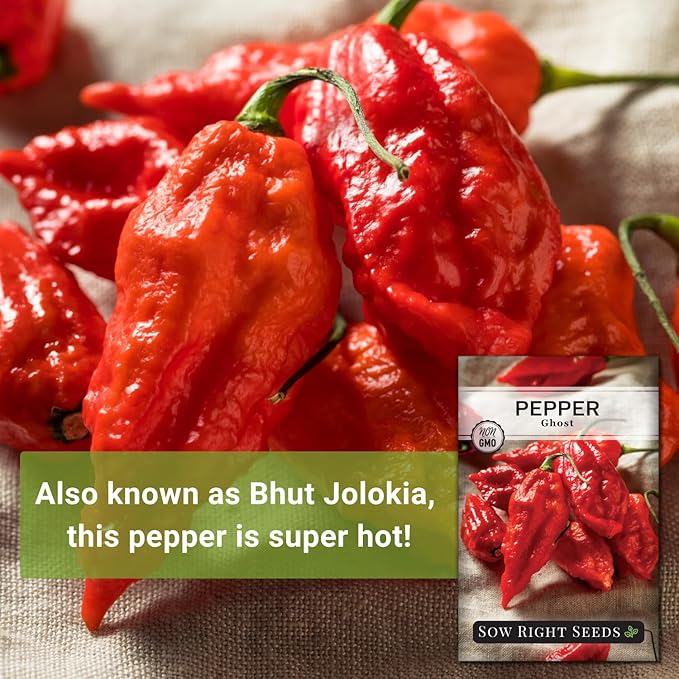 Sow Right Seeds - Ghost Pepper Seeds for Planting - Extra Hot Non-GMO Heirloom Peppers - Ideal for Indoor or Outdoor Gardens - Grow Your Own Hottest Pepper Plants - High Scoville Rating (4)