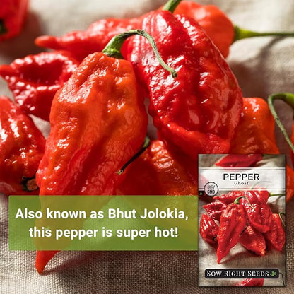Sow Right Seeds - Ghost Pepper Seeds for Planting - Extra Hot Non-GMO Heirloom Peppers - Ideal for Indoor or Outdoor Gardens - Grow Your Own Hottest Pepper Plants - High Scoville Rating (4)