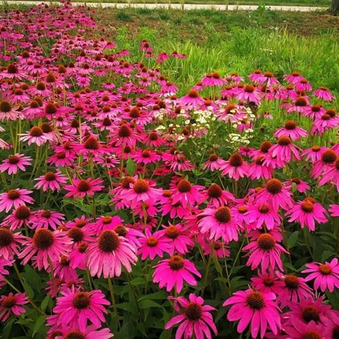 1200+ Mixed Color Echinacea Seeds - Perennial Multi-Color Coneflower, Non-GMO Heirloom for Gardens, Pollinators & Cut Flowers