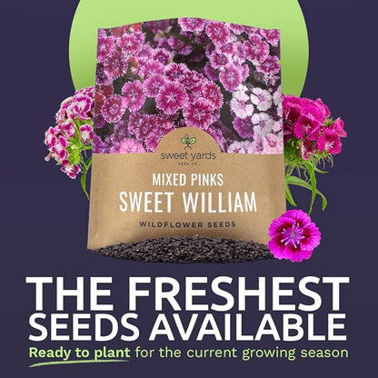 Sweet William Seeds – Mixed Pink Colors – Extra Large 1oz Packet – Over 30,000 Open Pollinated Non-GMO Flower Seeds – Dianthus barbatus