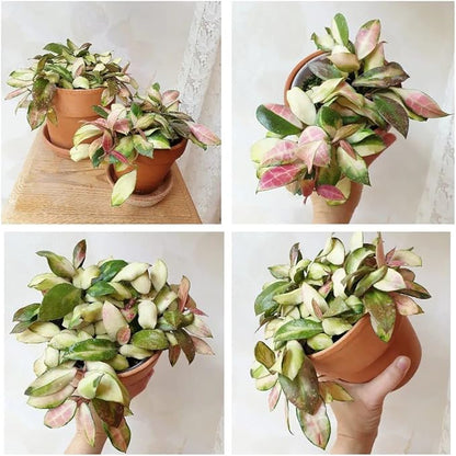 Terracotta Starter Pots with Saucers – 4 Inch Clay Planting System for Healthy Roots, Reliable Drainage & Indoor Growing, Ideal for Succulents, Seedlings & Small Spaces