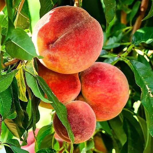 5+ Organic Peach Fruit Tree Seeds for Planting-Peaches Seeds Made in USA Seed Non-GMO Heirloom for Garden Outdoor