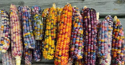 Seeds Corn Multicolor Montana Sweet Purple Yellow Red Garden Heirloom Vegetable for Planting Non GMO