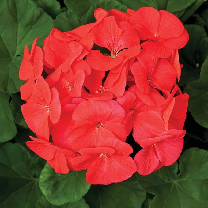 Pinto Premium Series Geranium Coral ~ 10 Seeds – Pelargonium x hortorum | 12-18" Upright Plants, 4-5" Blooms | Annual or Perennial | Heat & Drought Tolerant | Mixed Colors | Non-GMO