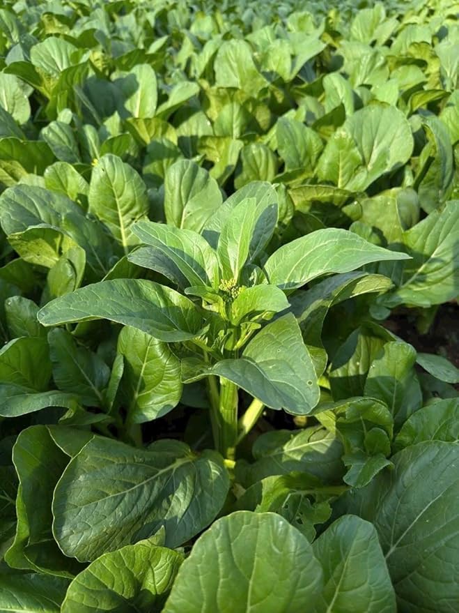 4000 Organic Choy Sum Seeds – Cải Ngồng – Yu Choy – Flowering Chinese Cabbage Seeds – Non-GMO, Heirloom, Made in USA - 99% Germination Rate, Vegetable for Yard & Garden Planting