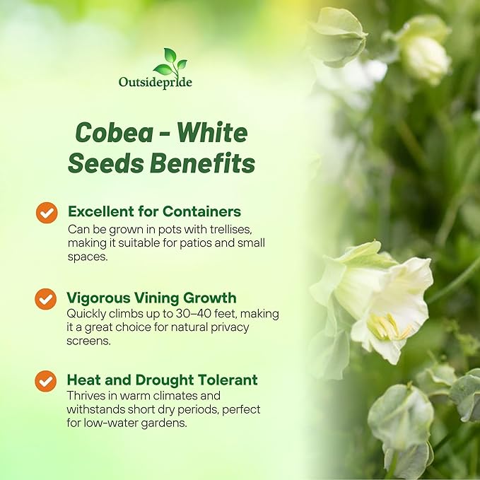 Outsidepride White Cobea Cup and Saucer Vine Seeds - 200 Pcs Perennial Climbing Vine Flower Seeds with Lush Foliage & Large Flowers That Attract Pollinators, for Fences, Trellises, or Walls