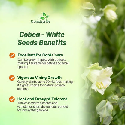 Outsidepride White Cobea Cup and Saucer Vine Seeds - 200 Pcs Perennial Climbing Vine Flower Seeds with Lush Foliage & Large Flowers That Attract Pollinators, for Fences, Trellises, or Walls