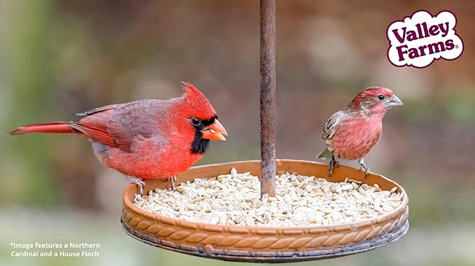 Valley Farms Whole Sunflower Hearts for Birds (15 LB) Clean Shelled Sunflower Seeds, No Mess Wild Bird Seed for Outside Feeders
