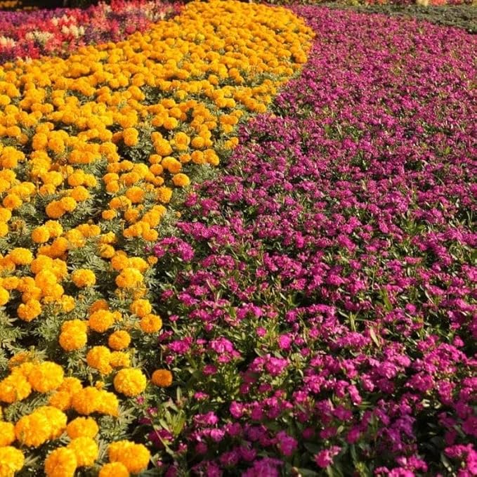 Ultrasol® Multi-Purpose Plus 20-20-20 25lb Fertilizer