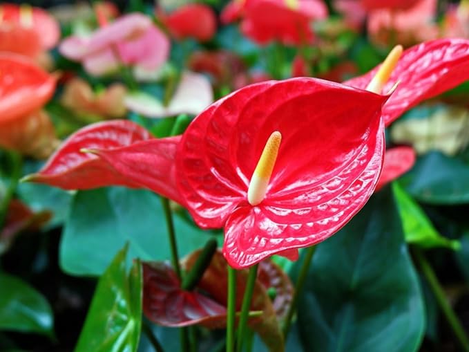 Gardenera Anthurium Planting Soil - Nurture Your Plants with a Premium Potting Mix - 10 QUARTS