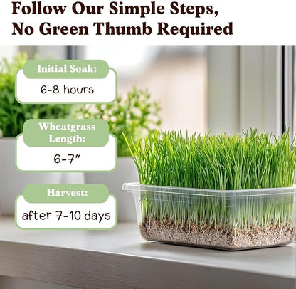 Seedboy Organic Wheatgrass Seeds – Hard Red Spring, Non-GMO, USA Grown Microgreens & Sprouting Seeds – 8 oz Bag Yields 8 Quarts (Hard Red Spring Wheatgrass)